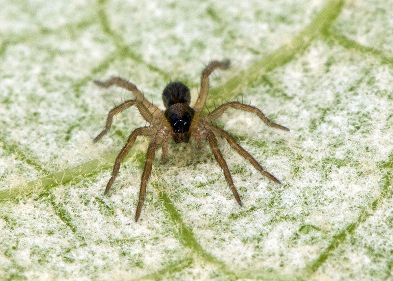 Hogna radiata - Lycosidae